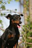 PINSCHER NAIN 143